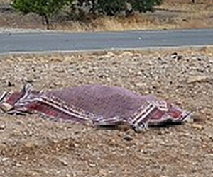 55 Yaşındaki Nurhayat Yılmaz Trafik Kazasında Hayatını Kaybetti